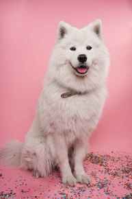 Picture for category Canine