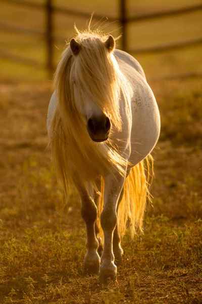 Picture for category Equine