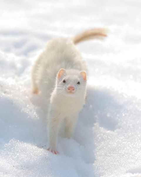 Picture for category Ferrets