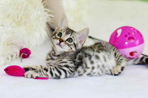 Picture for category Kitten Starter Kit