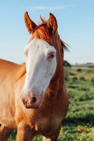 Picture for category Equine Bandaging