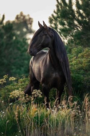 Picture for category Equine Shampoo & Conditioner