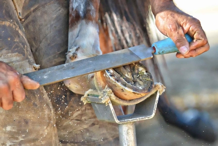 Picture for category Equine Hoof Care