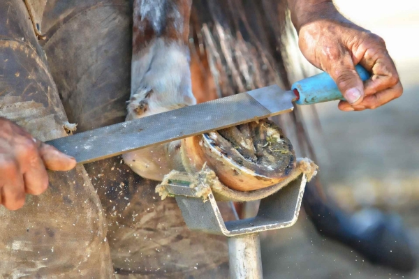 Picture for category Equine Hoof Care