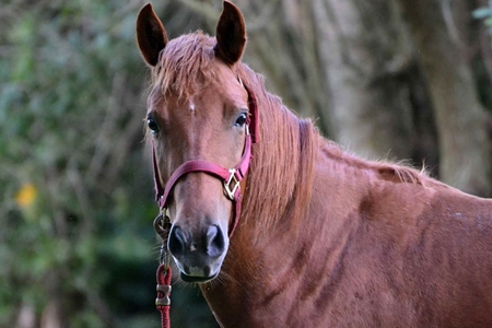 Picture for category Equine Halters