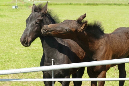 Picture for category Equine Toys