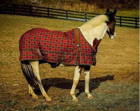 Picture for category Equine Blankets and Protective Wear