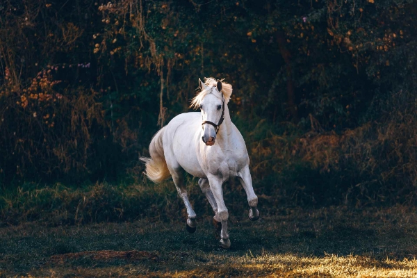 Picture for category Equine Calming