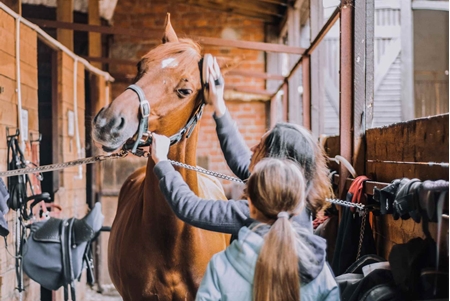 Picture for category Equine Grooming