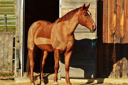 Picture for category Equine Clippers