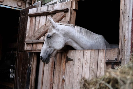 Picture for category Equine Stall Maintenance