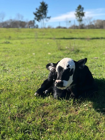 Picture for category Large Animal Milk Replacer and Colostrum