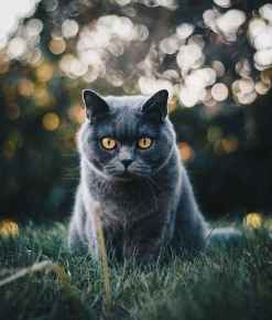 Picture for category Feline