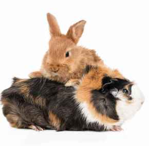 Picture for category Exotics