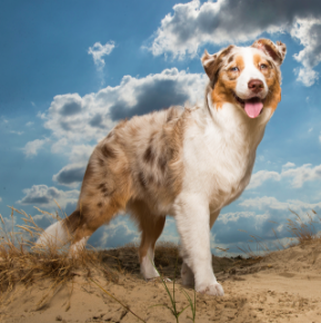 Picture for category Canine