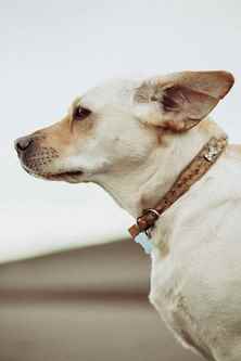 Picture for category Dog Collars