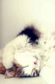 Picture for category Feline