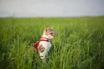 Picture for category Cat Harnesses and Leashes
