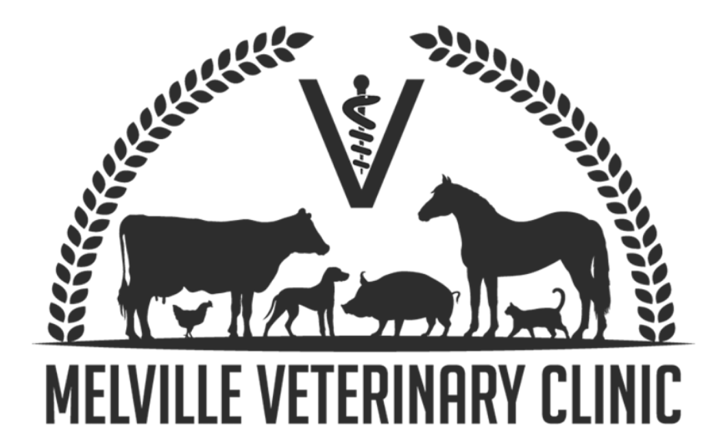 Melville Veterinary Clinic. Login