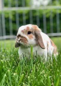 Picture for category Exotics