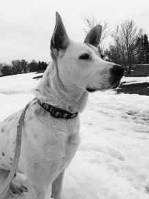 Picture for category Canine