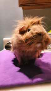 Picture for category Pet Supplies