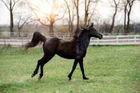 Picture for category Equine