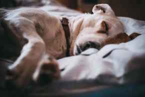 Picture for category Kennels, Crates, Pet Beds