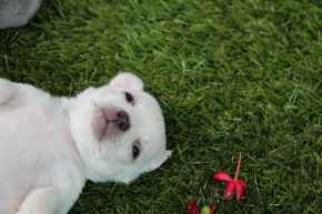 Picture for category New Puppy or Kitten