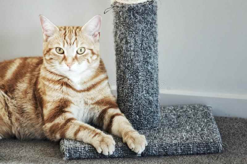 Picture for category Cat Furniture & Scratching Posts