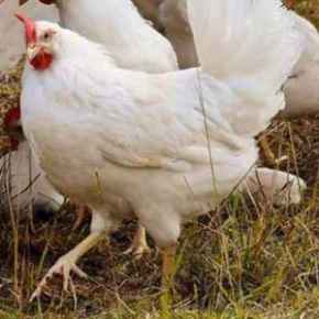 Picture for category Poultry