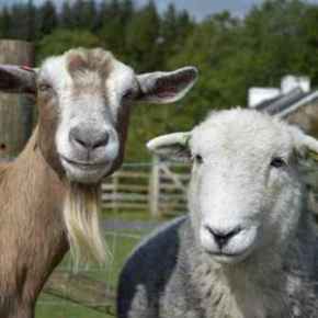 Picture for category Goats & Sheep