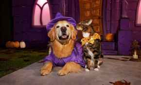 Picture for category Seasonal - Halloween