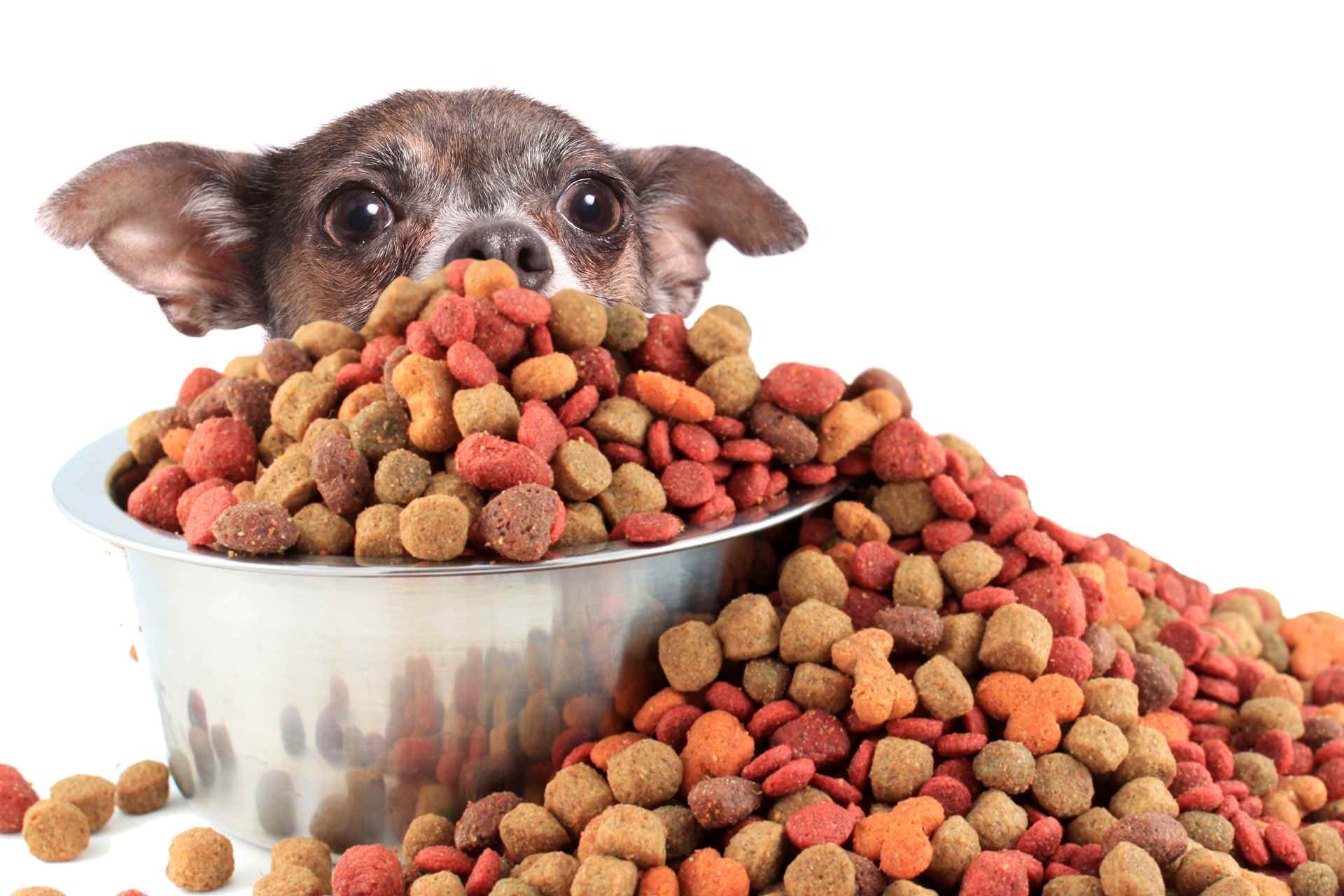 Picture for category Dog Food & Treats