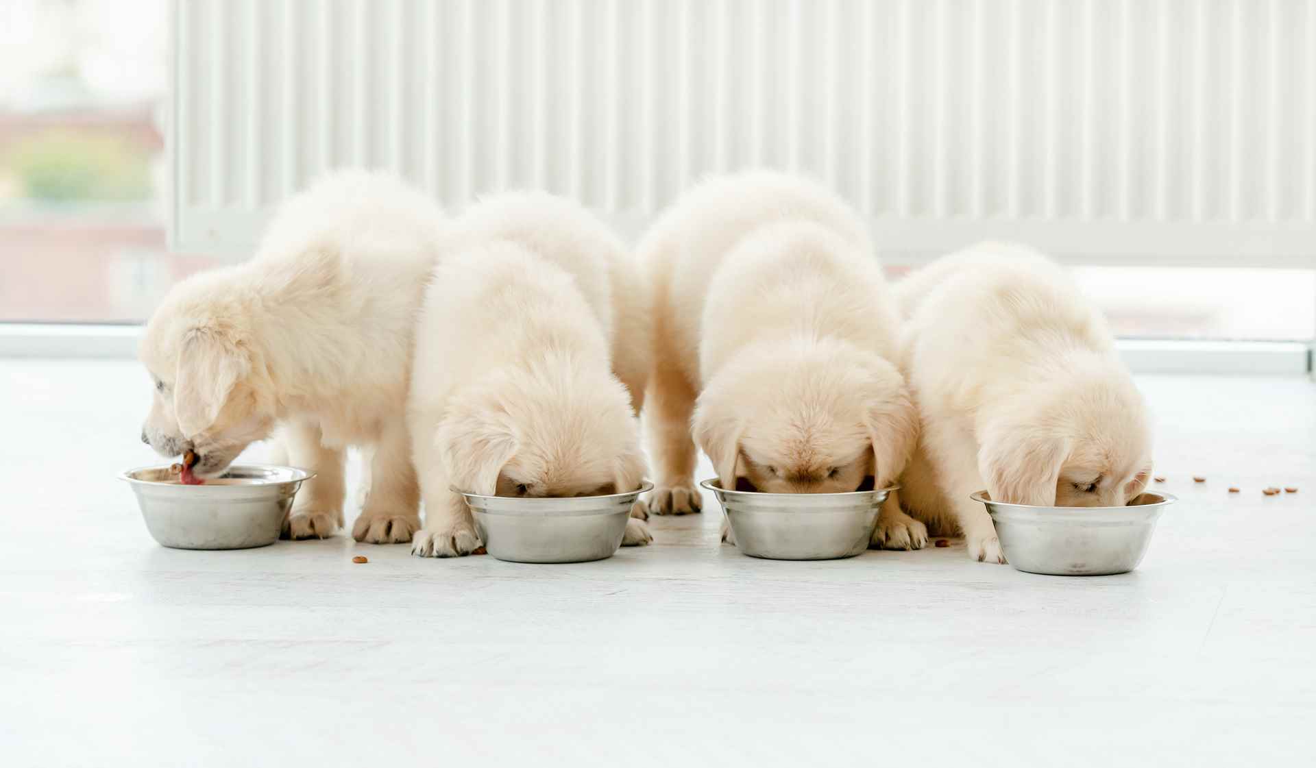 Picture for category Puppy Diets
