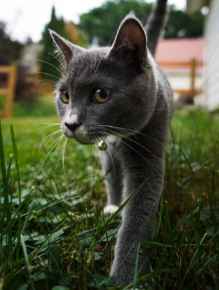 Picture for category Feline