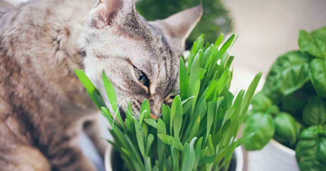 Picture for category Catnip & Cat Grass