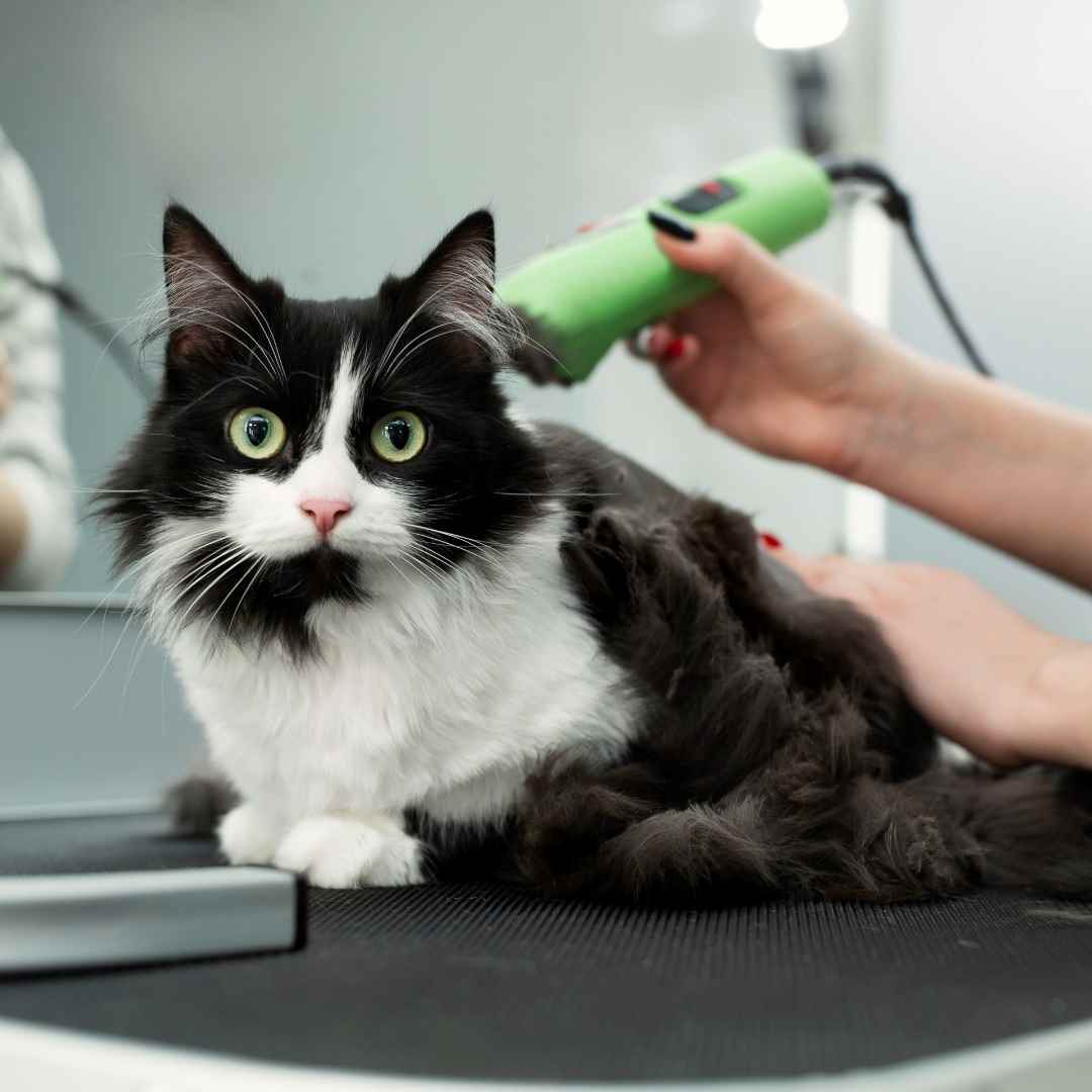 Picture for category Grooming Supplies