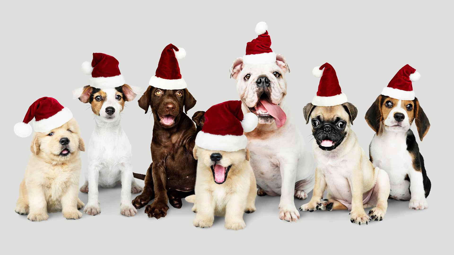 Picture for category Dog Holiday Items