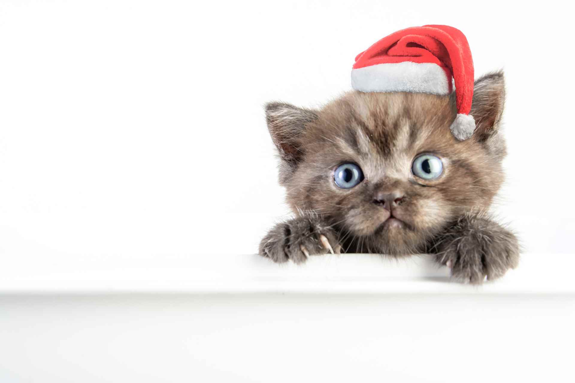 Picture for category Cat Holiday Items
