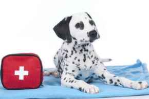 Picture for category Pet First Aid