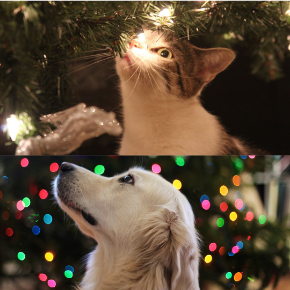 Picture for category Happy Pawlidays