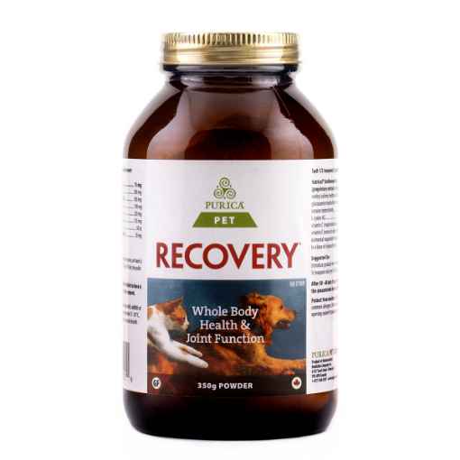 Picture of RECOVERY NUTRACEUTICAL CANINE/FELINE POWDER - 350gm