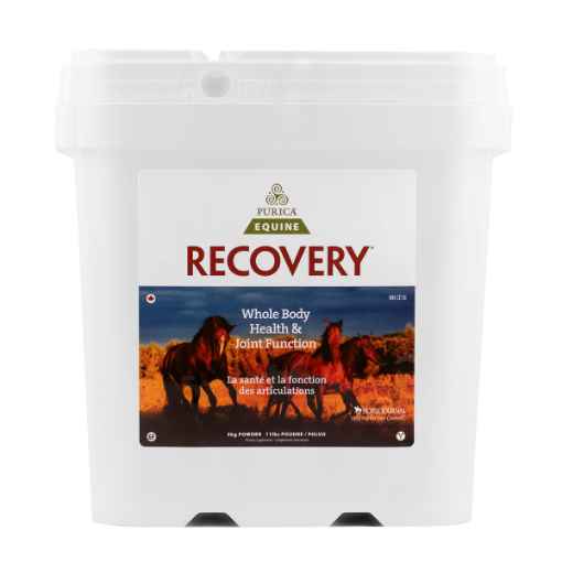 Picture of RECOVERY EQ NUTRACEUTICAL EQUINE POWDER - 5kg