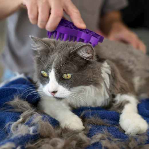 Picture of CAT ZOOM GROOM