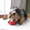 Picture of TOY DOG KONG CLASSIC RED (T3) - Small