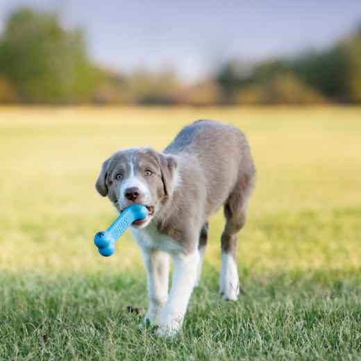 Picture of TOY DOG KONG PUPPY GOODIE BONE - Small