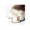 Picture of SOFT PAWS TAKE HOME KIT FELINE SMALL - Natural