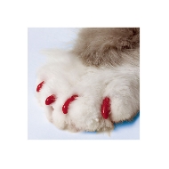 Picture of SOFT PAWS TAKE HOME KIT FELINE SMALL - Red