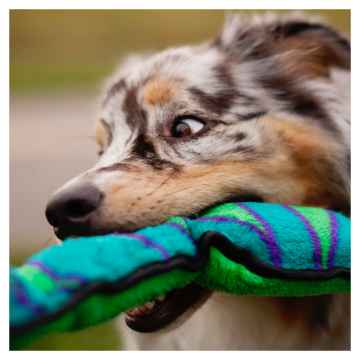 Show details for TOY DOG OH INVINCIBLE SNAKE Blue/Green with 6 squeakers Picture of TOY DOG OH INVINCIBLE SNAKE Blue/Green with 6 squeakers